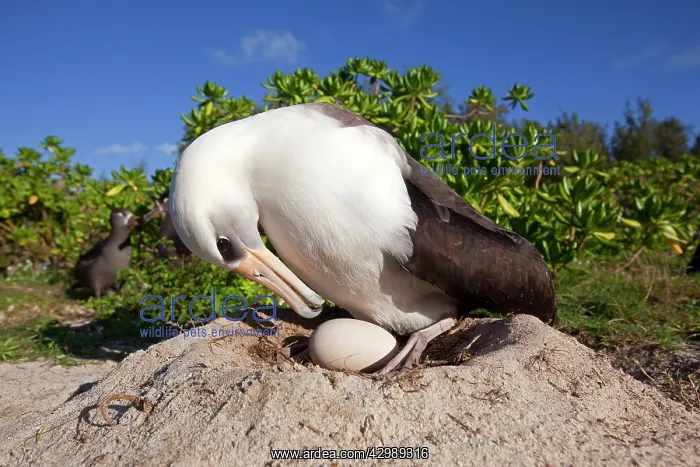  : Laysan Albatross - at nest with egg