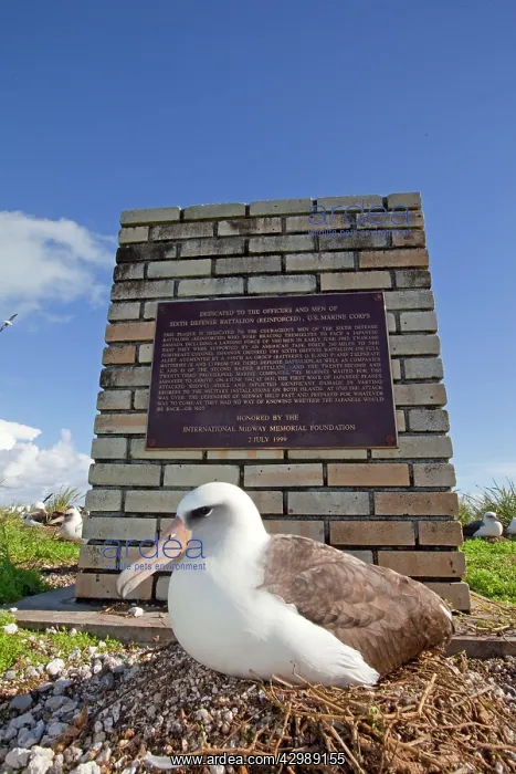 : Laysan Albatross - at nest by memorial plaque : Laysan Albatross - at nest by memorial plaque