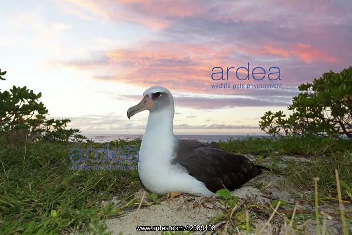 : Laysan Albatross - on nest at sunset : Laysan Albatross - on nest at sunset