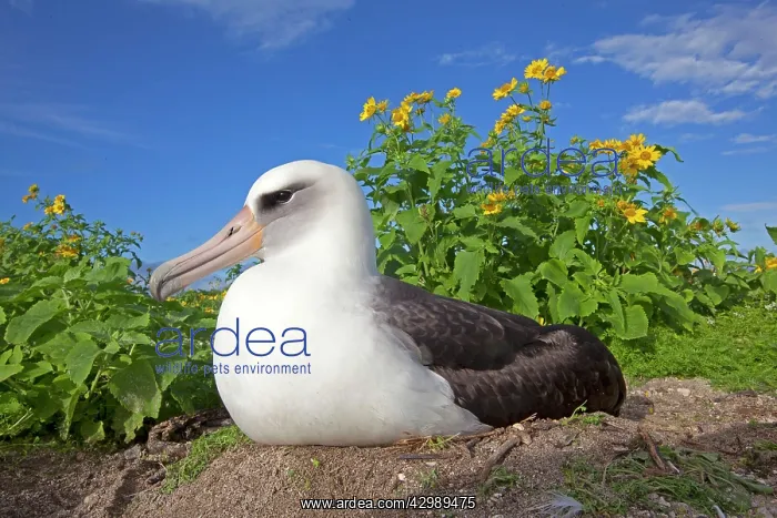 : Laysan Albatross - on nest surrounded by Golden : Laysan Albatross - on nest surrounded by Golden