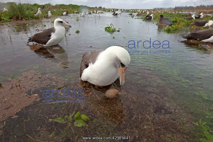 : Laysan Albatross - on the nest in the water : Laysan Albatross - on the nest in the water
