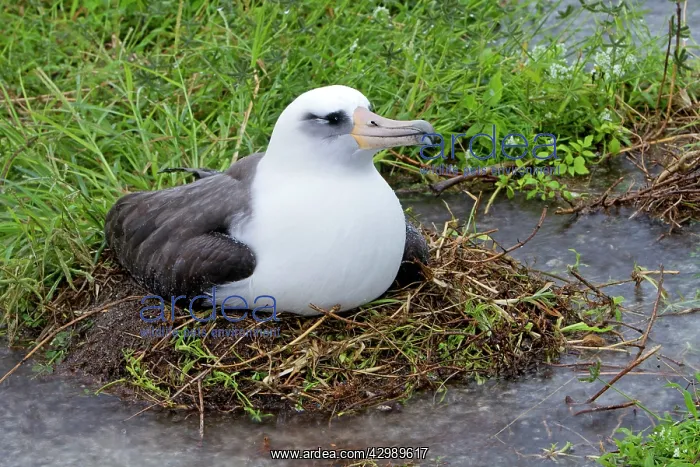 : Laysan Albatross - on the nest in the water : Laysan Albatross - on the nest in the water
