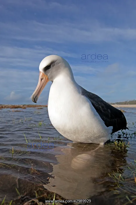 : Laysan Albatross - on nest in the water : Laysan Albatross - on nest in the water