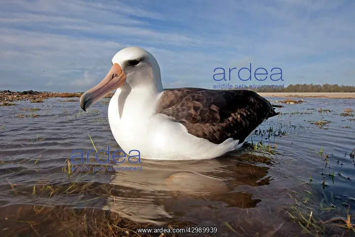 : Laysan Albatross - on nest in the water : Laysan Albatross - on nest in the water