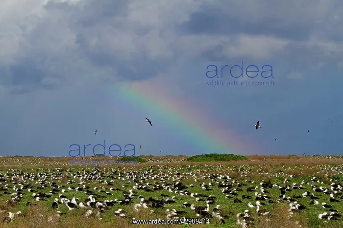 : Laysan Albatross - nesting : Laysan Albatross - nesting