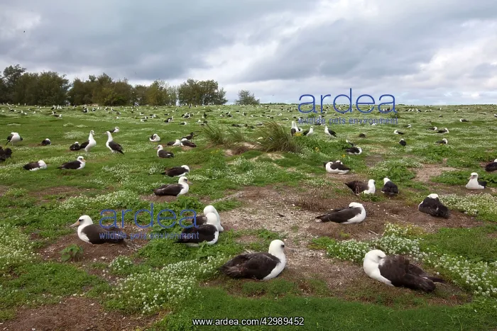 : Laysan Albatross - nesting : Laysan Albatross - nesting