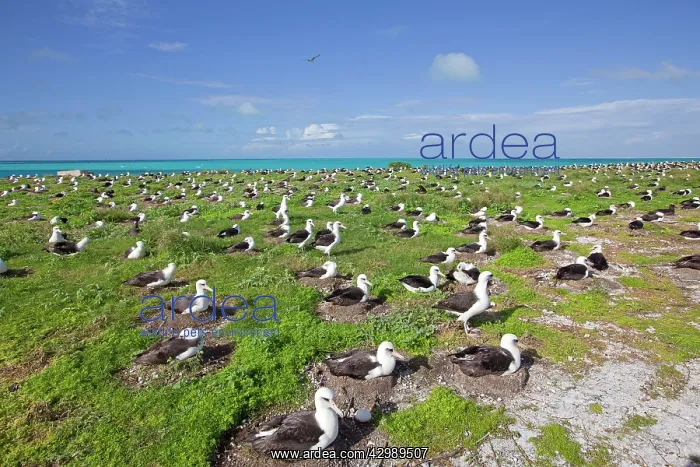 : Laysan Albatross - nesting : Laysan Albatross - nesting