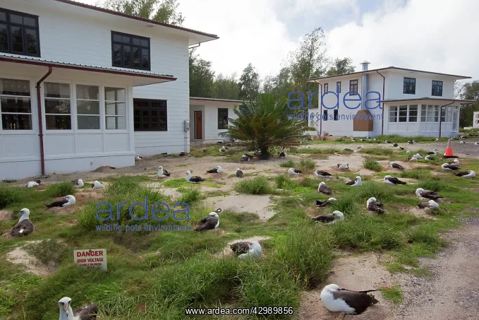 : Laysan Albatross - nesting : Laysan Albatross - nesting