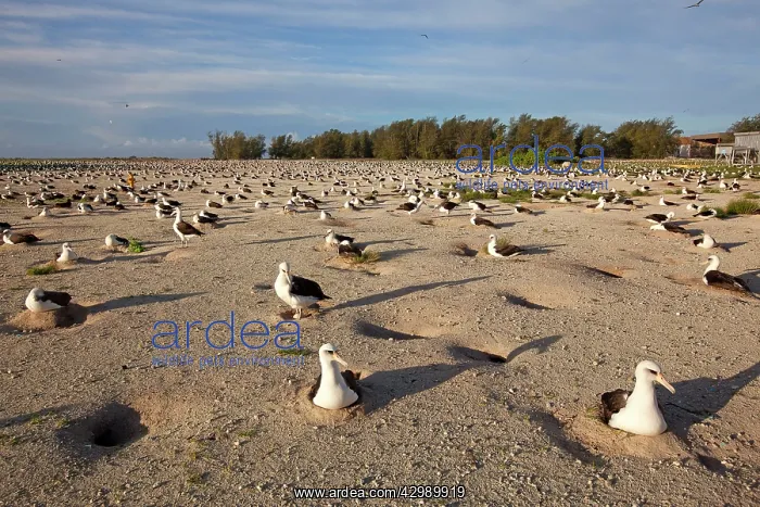 : Laysan Albatross - nesting : Laysan Albatross - nesting