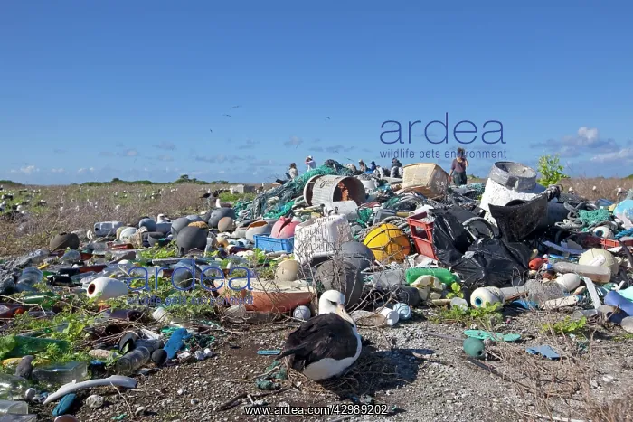 : Laysan Albatross - nesting in the middle of collected : Laysan Albatross - nesting in the middle of collected