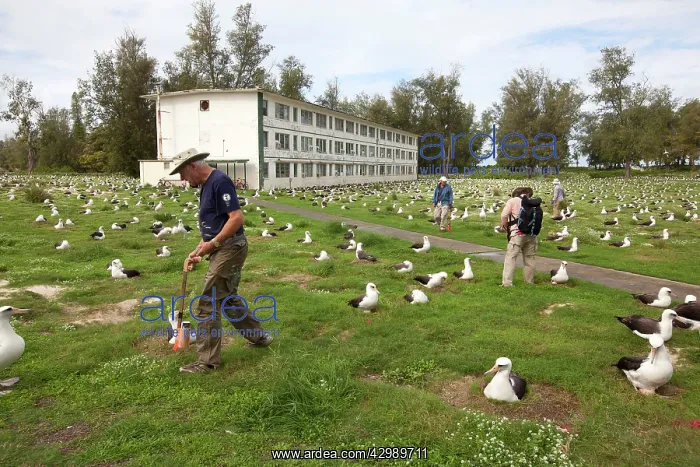 : Laysan Albatross - nests being counted : Laysan Albatross - nests being counted