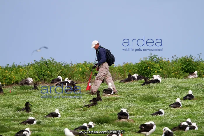 : Laysan Albatross - nests being counted : Laysan Albatross - nests being counted