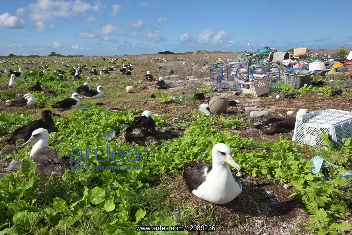 : Laysan Albatross - on nests by rubbish dump : Laysan Albatross - on nests by rubbish dump