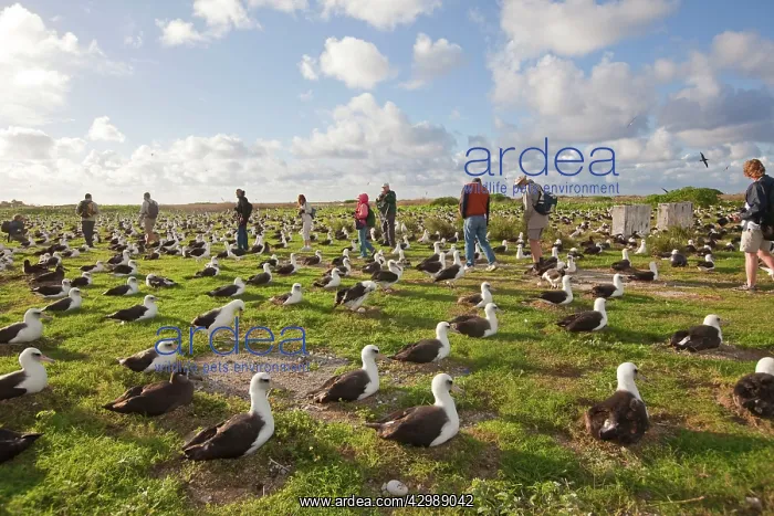 : Laysan Albatross - on nests - watched by tourists : Laysan Albatross - on nests - watched by tourists