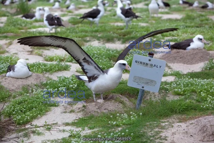 : Laysan Albatross - with outstretched wings : Laysan Albatross - with outstretched wings