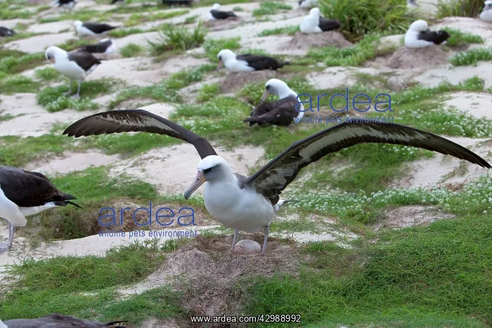 : Laysan Albatross - with outstretched wings : Laysan Albatross - with outstretched wings