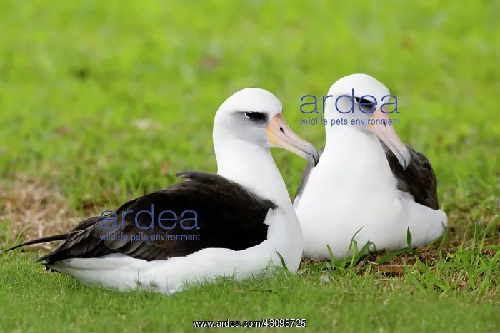 : Laysan Albatross pair : Laysan Albatross pair