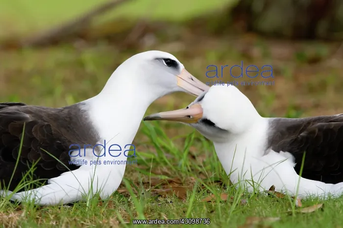 : Laysan Albatross pair : Laysan Albatross pair