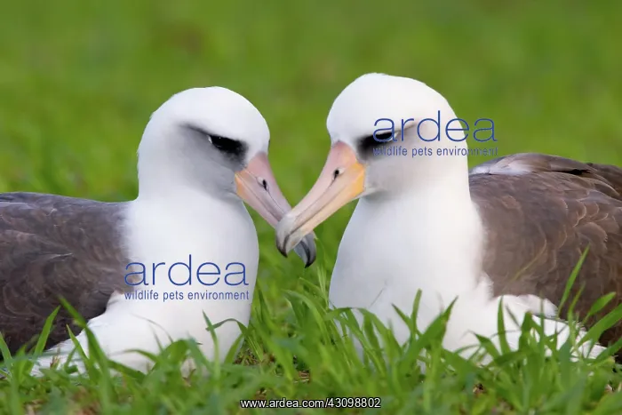 : Laysan Albatross pair : Laysan Albatross pair