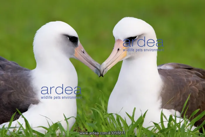 : Laysan Albatross pair : Laysan Albatross pair