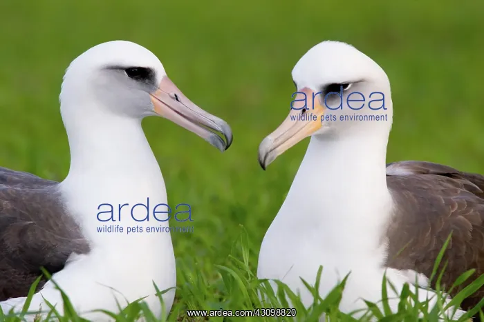 : Laysan Albatross pair : Laysan Albatross pair