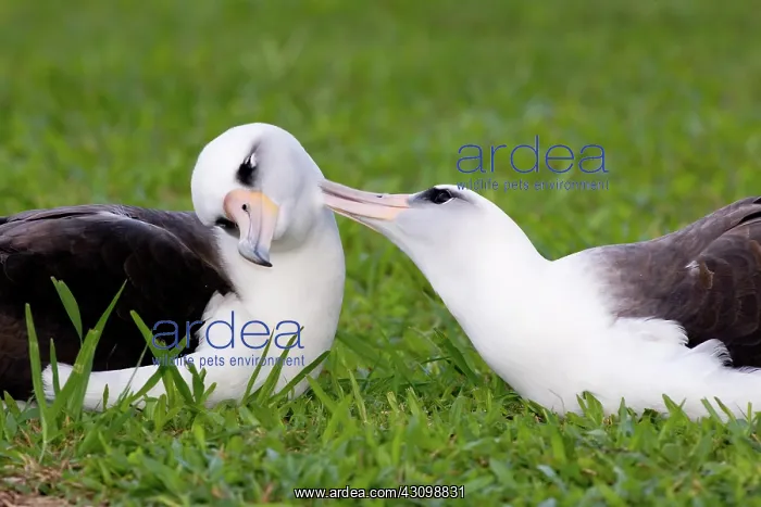 : Laysan Albatross pair : Laysan Albatross pair