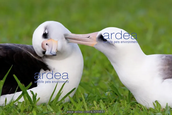 : Laysan Albatross pair : Laysan Albatross pair