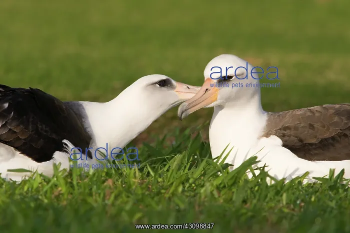 : Laysan Albatross pair : Laysan Albatross pair