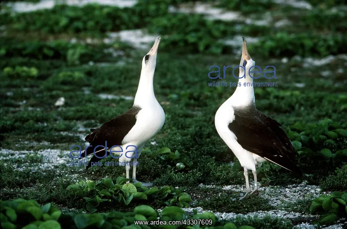 : LAYSAN ALBATROSS - pair courting : LAYSAN ALBATROSS - pair courting