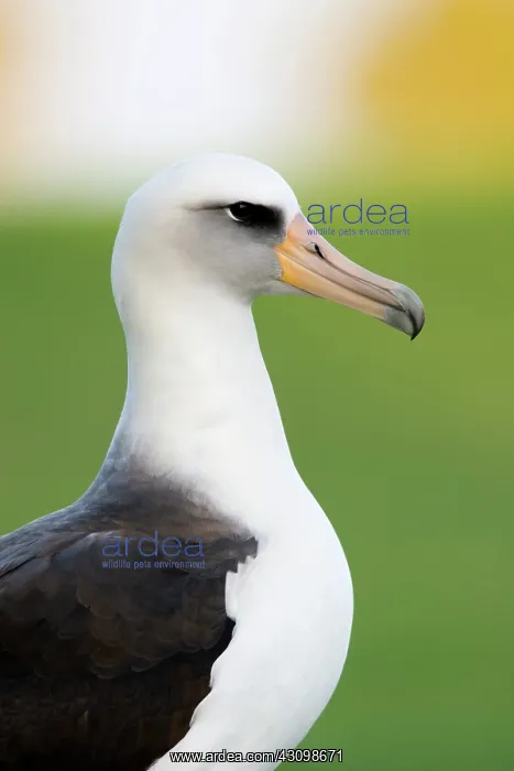 : Laysan Albatross (Phoebastria immutabilis) : Laysan Albatross (Phoebastria immutabilis)