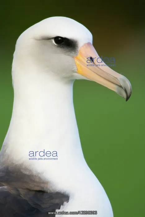 : Laysan Albatross (Phoebastria immutabilis) : Laysan Albatross (Phoebastria immutabilis)