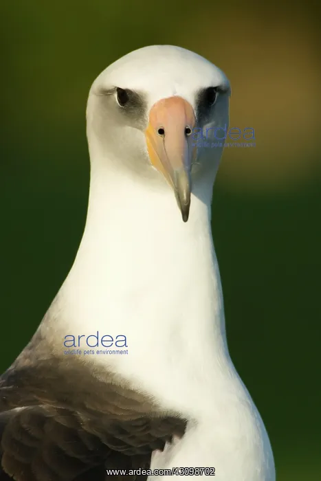 : Laysan Albatross (Phoebastria immutabilis) : Laysan Albatross (Phoebastria immutabilis)