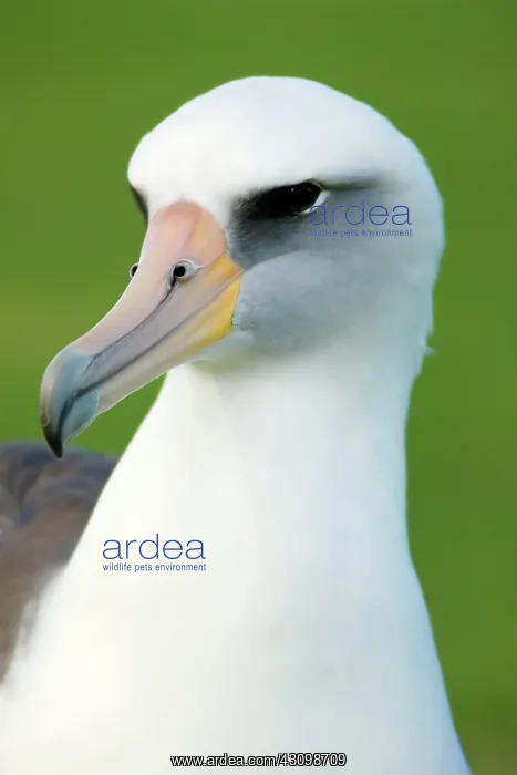 : Laysan Albatross (Phoebastria immutabilis) : Laysan Albatross (Phoebastria immutabilis)