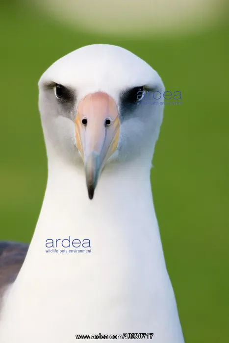 : Laysan Albatross (Phoebastria immutabilis) : Laysan Albatross (Phoebastria immutabilis)
