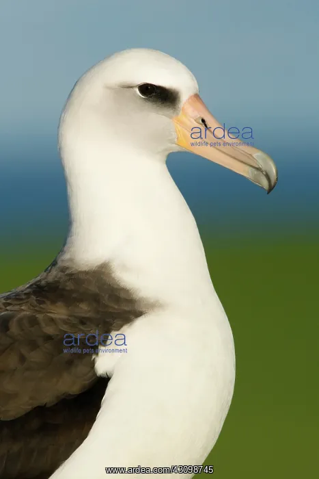 : Laysan Albatross (Phoebastria immutabilis) : Laysan Albatross (Phoebastria immutabilis)
