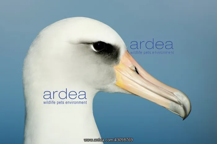 : Laysan Albatross (Phoebastria immutabilis) : Laysan Albatross (Phoebastria immutabilis)