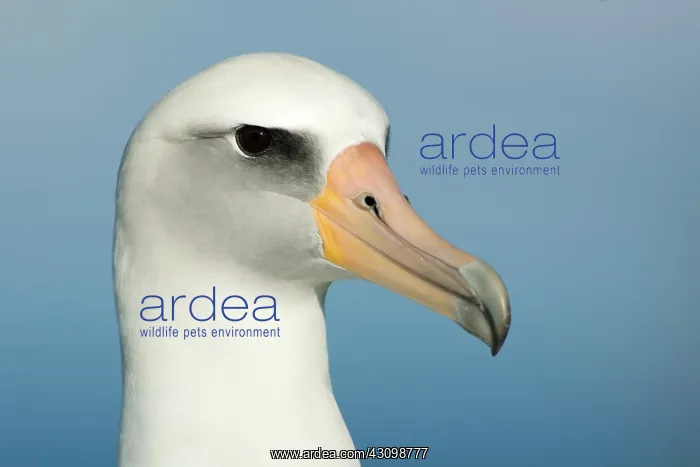 : Laysan Albatross (Phoebastria immutabilis) : Laysan Albatross (Phoebastria immutabilis)