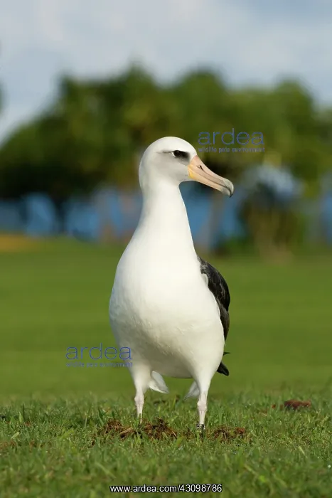 : Laysan Albatross (Phoebastria immutabilis) : Laysan Albatross (Phoebastria immutabilis)