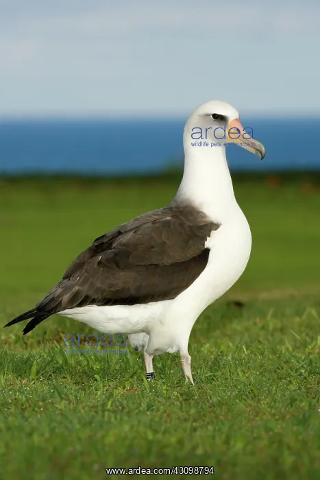 : Laysan Albatross (Phoebastria immutabilis) : Laysan Albatross (Phoebastria immutabilis)