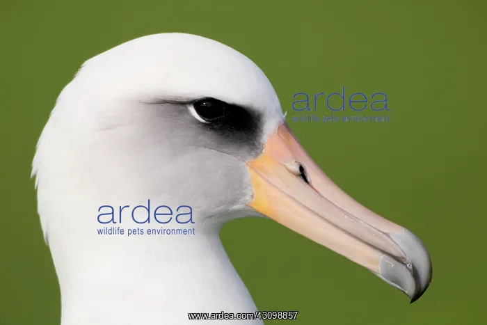  : Laysan Albatross (Phoebastria immutabilis)