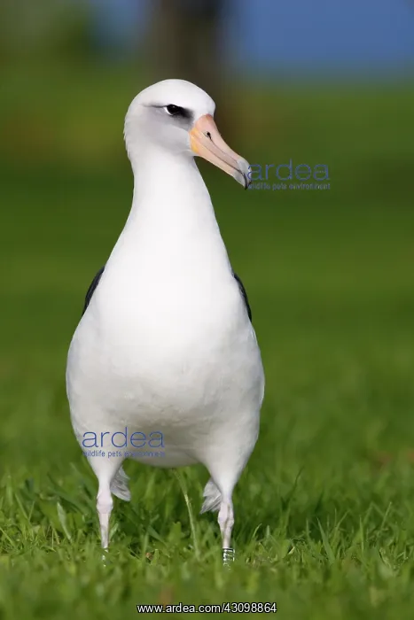 : Laysan Albatross (Phoebastria immutabilis) : Laysan Albatross (Phoebastria immutabilis)