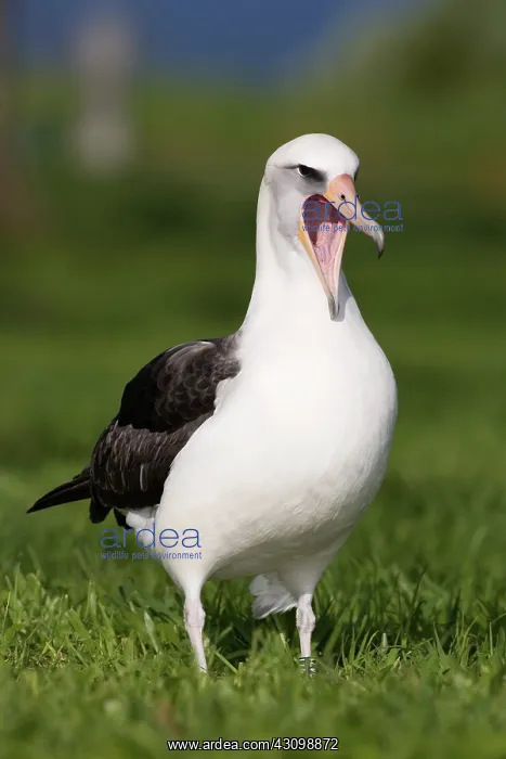 : Laysan Albatross (Phoebastria immutabilis) : Laysan Albatross (Phoebastria immutabilis)
