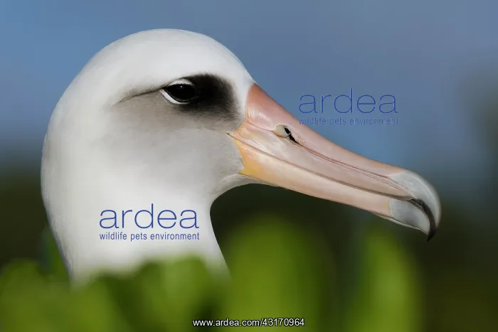 : Laysan Albatross (Phoebastria immutabilis) portrait : Laysan Albatross (Phoebastria immutabilis) portrait