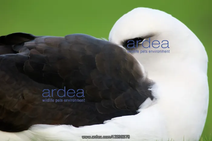 : Laysan Albatross at rest : Laysan Albatross at rest