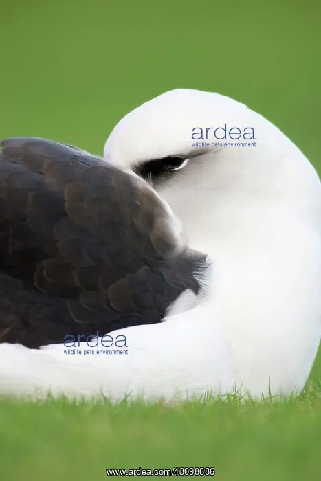 : Laysan Albatross at rest : Laysan Albatross at rest