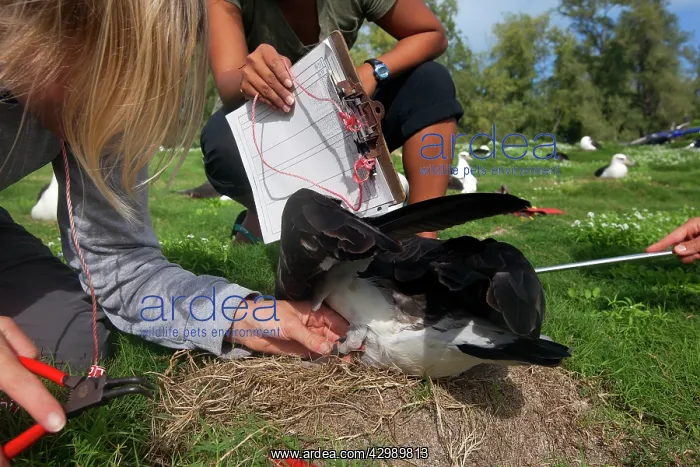 : Laysan Albatross - being ringed : Laysan Albatross - being ringed