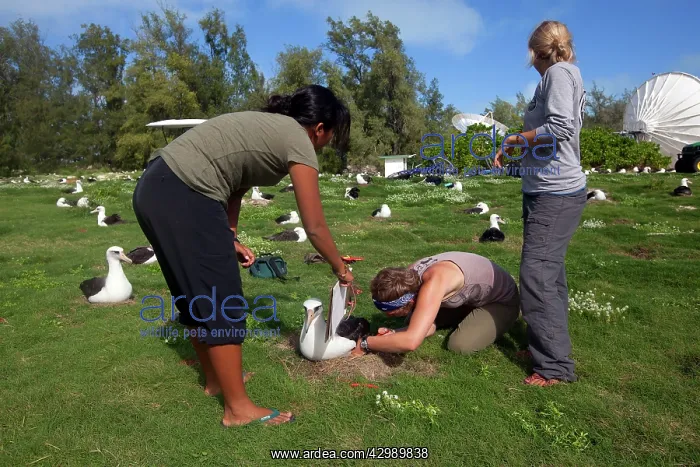 : Laysan Albatross - being ringed : Laysan Albatross - being ringed