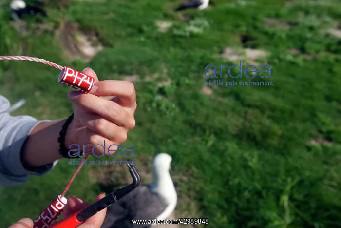 : Laysan Albatross - being ringed : Laysan Albatross - being ringed