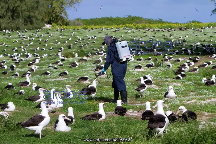: Laysan Albatross - surrounded by Golden Crown-beard : Laysan Albatross - surrounded by Golden Crown-beard