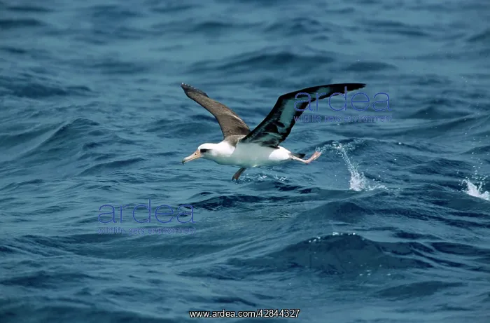 : Laysan Albatross - taking off from sea : Laysan Albatross - taking off from sea